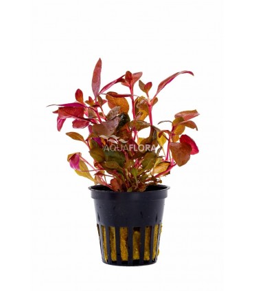 Alternanthera reineckii - PE