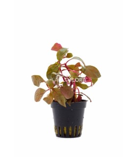 Alternanthera reineckii 'Cardinalis' - PE