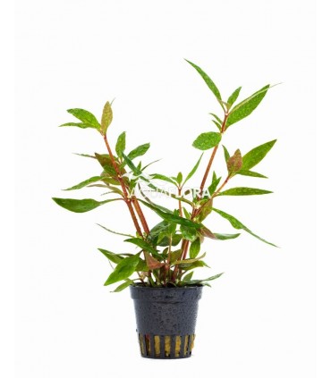 Alternanthera reineckii 'Mini' - PE