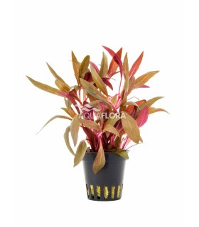 Alternanthera reineckii 'Pink' - PE