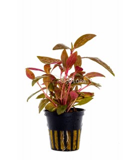 Alternanthera reineckii 'Rosaefolia' - PE