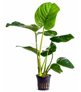 Anubias barteri - PE