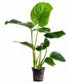 Anubias barteri