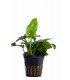 Anubias barteri var. nana - PE
