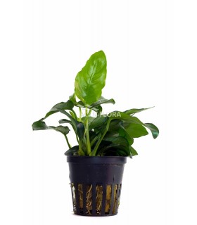 Anubias barteri var. nana - PE
