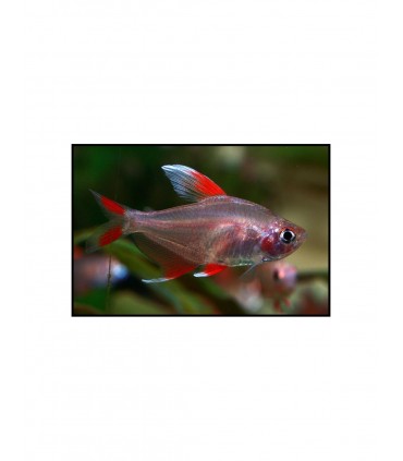 HYPHESSOBRYCON ORNATUS WHITE FIN