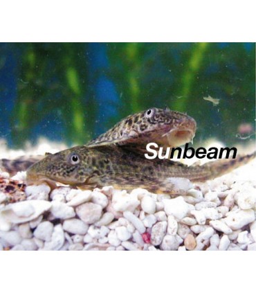 HYPOSTOMUS PLECOSTOMUS