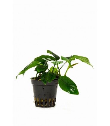 Anubias barteri var. nana 'Bolang' - PE