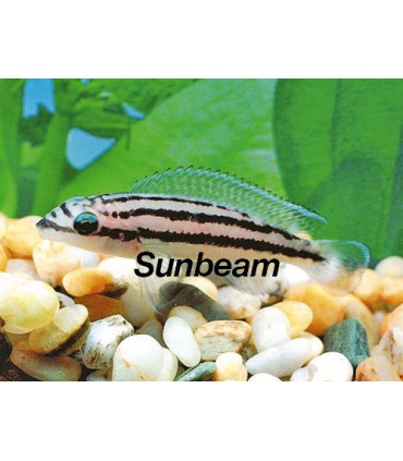 JULIDOCHROMIS DICKFELDI