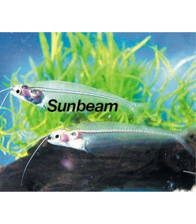 KRYPTOPTERUS BICIRRHIS