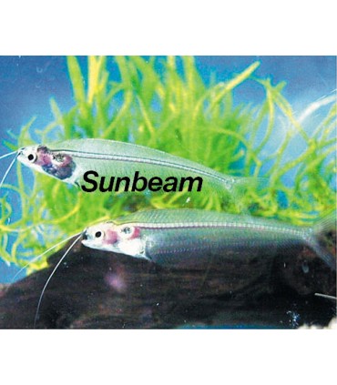 KRYPTOPTERUS BICIRRHIS