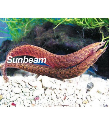 MACROGNATHUS SIAMENSIS