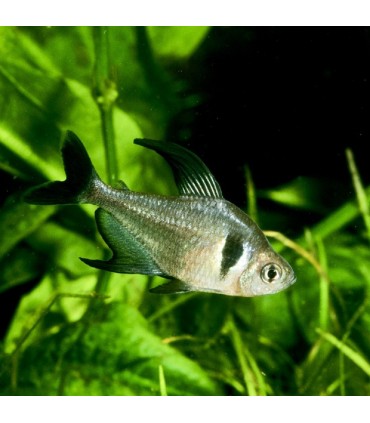 MEGALONPHODUS MEGALOPTERUS