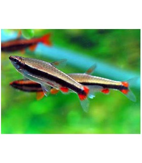 NANNOSTOMUS BECKFORDI ARIPIRAGENSIS