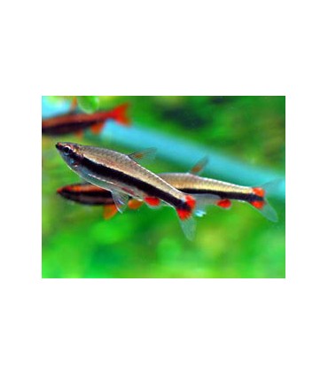 NANNOSTOMUS BECKFORDI ARIPIRAGENSIS