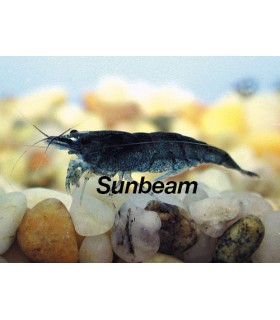 NEOCARIDINA ELETRIC BLUE Czech breed  XL