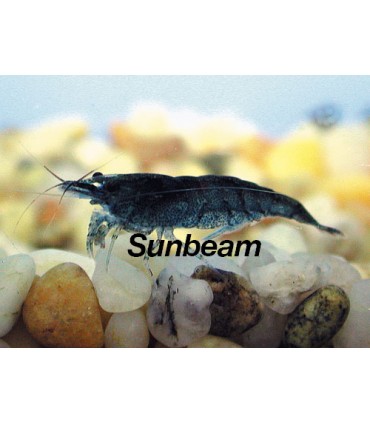 NEOCARIDINA ELETRIC BLUE Czech breed  XL