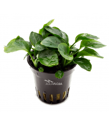 Anubias barteri var. nana 'Coin' - PE