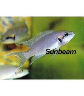 NEOLAMPROLOGUS BRICARDI