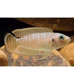 NEOLAMPROLOGUS DAFFODIL