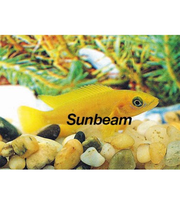 NEOLAMPROLOGUS LELEUPI