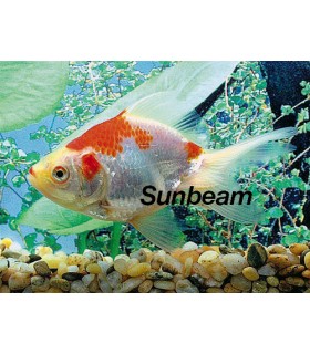 ORANDA BIANCHI /ROSSI - 6 cm