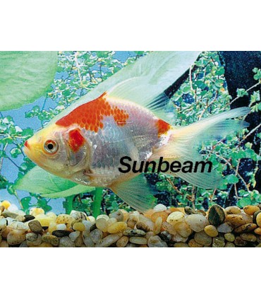 ORANDA BIANCHI /ROSSI - 6 cm