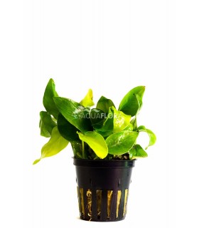 Anubias barteri var. nana 'Golden' - PE