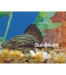 PANAQUE NIGROLINEATUS  L-191