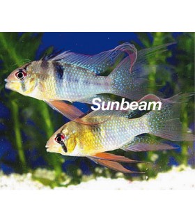 PAPILIOCHROMIS RAMIREZI  LONG FIN - 5 cm