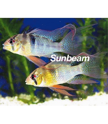 PAPILIOCHROMIS RAMIREZI  LONG FIN - 5 cm