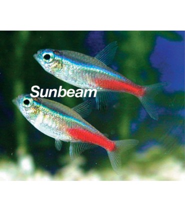 PARACHEIRODON INNESI