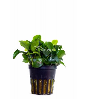 Anubias barteri var. nana 'Mini' - PE