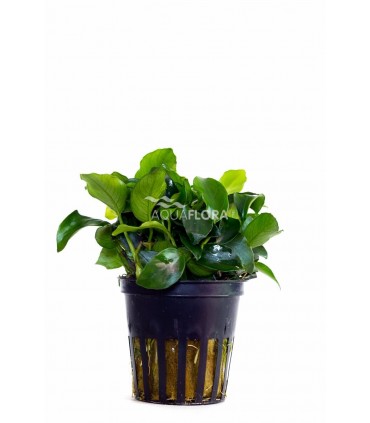 Anubias barteri var. nana 'Mini' - PE