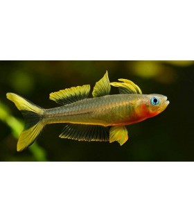 PSEUDOMUGIL FURCATUS