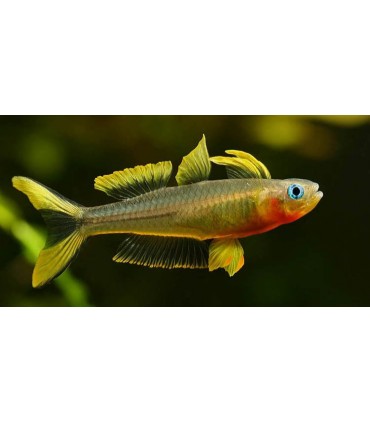 PSEUDOMUGIL FURCATUS