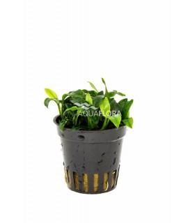 Anubias barteri var. nana 'Pangolino' - PE