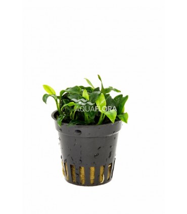 Anubias barteri var. nana 'Pangolino' - PE