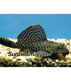 PTERYGOPLICHTHYS GIBBICEPS