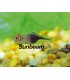 RASBORA HETEROMORPHA BLACK