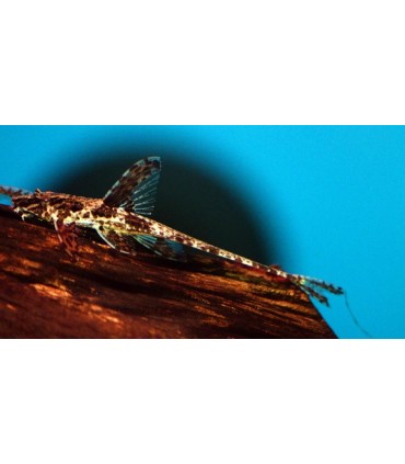 RINELORICARIA LANCEOLATA