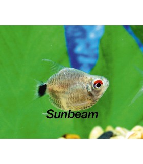 SANTA FILOMENA  BALLONS