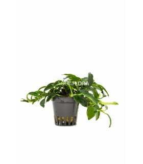 Anubias barteri var. nana 'Paxing' - PE