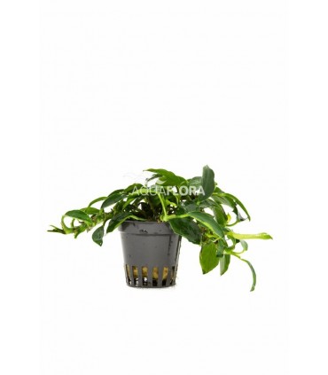 Anubias barteri var. nana 'Paxing' - PE