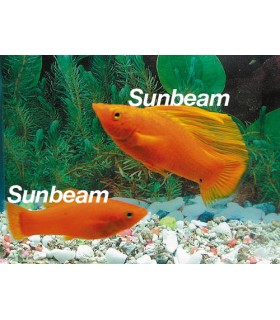 VELIFERA GOLDEN - coppia