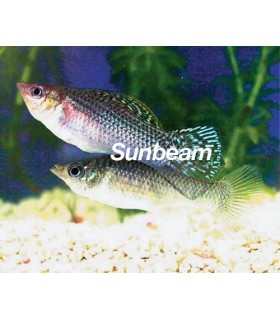 VELIFERA GRIGIA - coppia