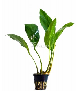 Anubias congensis - PE