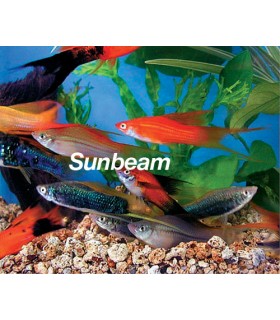 XIPHOPHORUS HELLERI LONG FIN