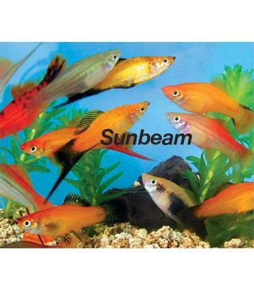 XIPHOPHORUS HELLERI ORANGE