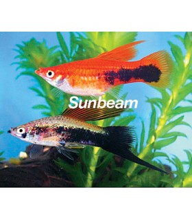 XIPHOPHORUS  HELLERI TUXEDO